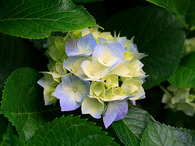 hanisreza