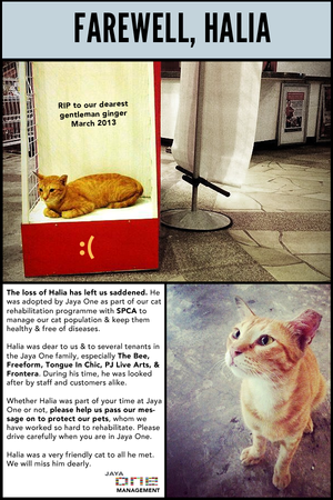 Death Of Jaya One Cat Trends On Facebook