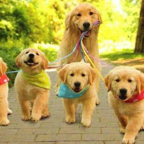 Mom Walks Her Puppies