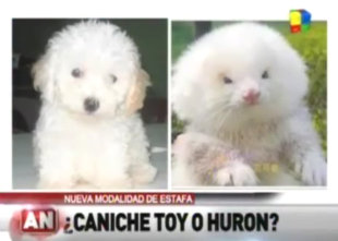 Spot The Difference: Poodle Or Ferret?