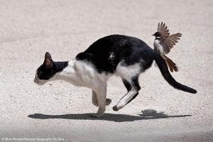 Pictures of 11 Birds You Don't Want To Mess With 