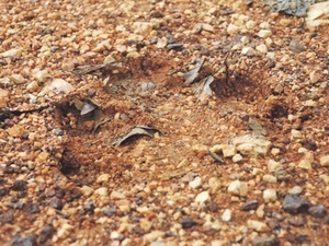 Ada Bigfoot Di Kuala Pilah? 