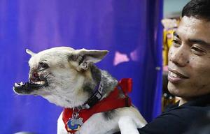 The Hero Dog Who Lost Half Its Face Saving 2 Girls